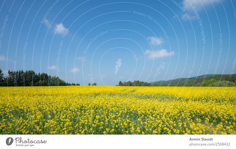 Landschaft mit Rapsfeld Ferien & Urlaub & Reisen Ausflug Ferne Freiheit Sommerurlaub Landwirtschaft Forstwirtschaft Umwelt Natur Pflanze Himmel Wolken Frühling