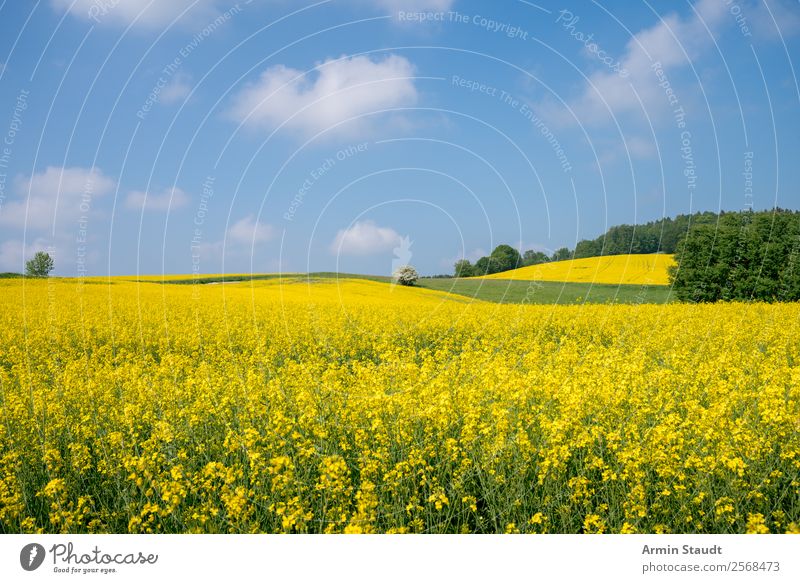 Landschaft mit Rapsfeld Ferien & Urlaub & Reisen Ausflug Ferne Freiheit Sommerurlaub Umwelt Natur Pflanze Himmel Wolken Frühling Schönes Wetter Wiese Feld Wald