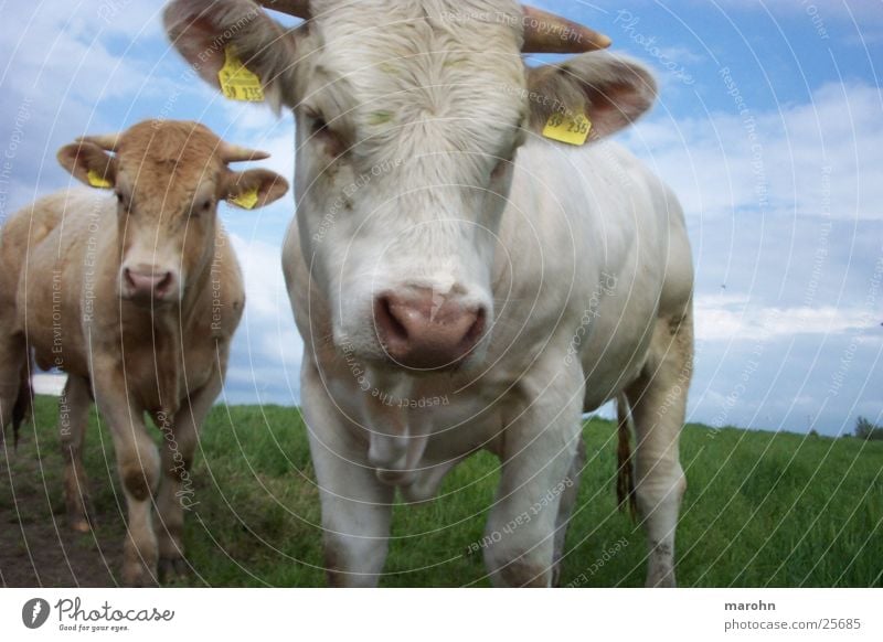 kühe, bullen, rindviecher Tier Kuh klein Neugier Kalb Tierjunges Weide 2 Horn Kopf Kuhfell weiß hellbraun Blick in die Kamera Viehhaltung Farbfoto Außenaufnahme