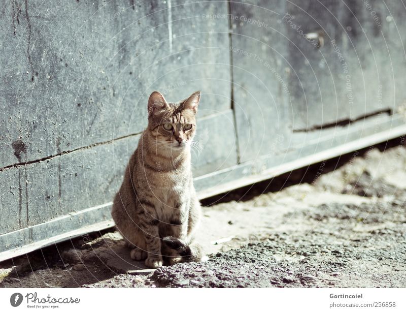 Freiheit. Tier Wildtier Katze Fell 1 frei Straßenkatze Tigerfellmuster Katzenkopf sitzen warten Sonnenbad Herumtreiben Katzenpfote Farbfoto Gedeckte Farben