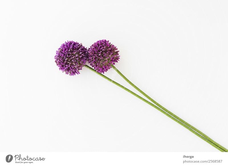 Allium isoliert auf weißem Hintergrund Gemüse Kräuter & Gewürze elegant schön Sommer Garten Dekoration & Verzierung Natur Pflanze Blume Wachstum frisch