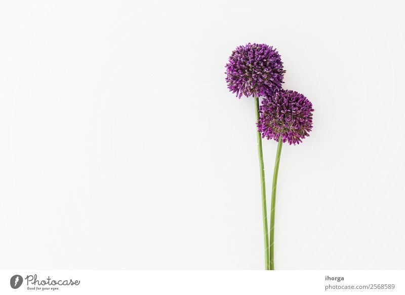 Allium isoliert auf weißem Hintergrund Gemüse Kräuter & Gewürze elegant schön Sommer Garten Dekoration & Verzierung Natur Pflanze Blume Wachstum frisch