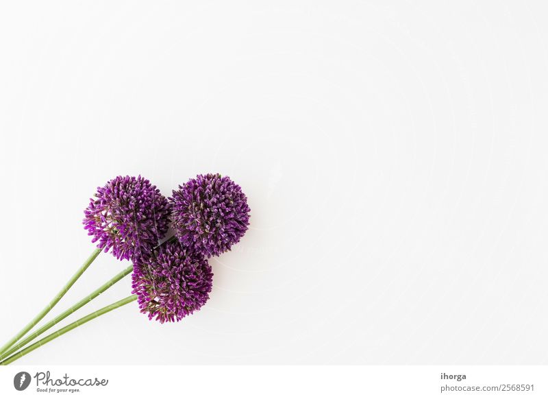 Allium isoliert auf weißem Hintergrund Gemüse Kräuter & Gewürze elegant schön Sommer Garten Dekoration & Verzierung Valentinstag Muttertag Natur Pflanze Blume