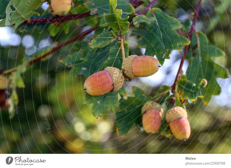 Eicheln hängen Ast Baum Blatt Sommer Herbst Pflanze grün Frucht Natur Farbe reif