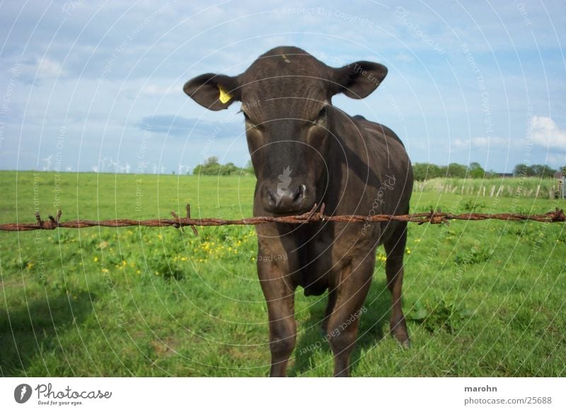 noch ne neugierige kuh Zaun Kuh Neugier Gras Segelohr Natur Landschaft Himmel