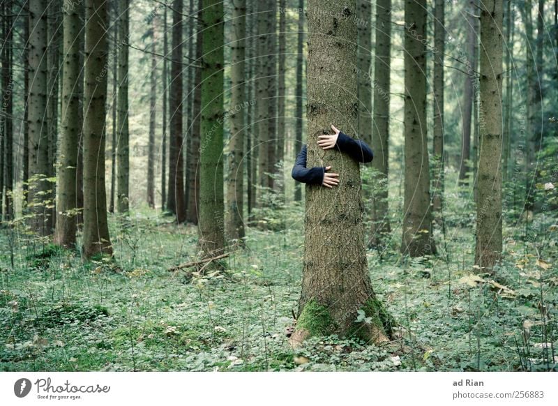 nächstenliebe Mensch Arme Hand Natur Herbst Baum Gras Wald Umarmen Geborgenheit Farbfoto Totale Baumstamm Naturliebe