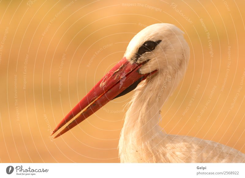 Porträt eines eleganten Storches auf natürlichem Hintergrund schön Freiheit Paar Erwachsene Natur Tier Wind Blume Gras Vogel fliegen lang wild blau grün rot