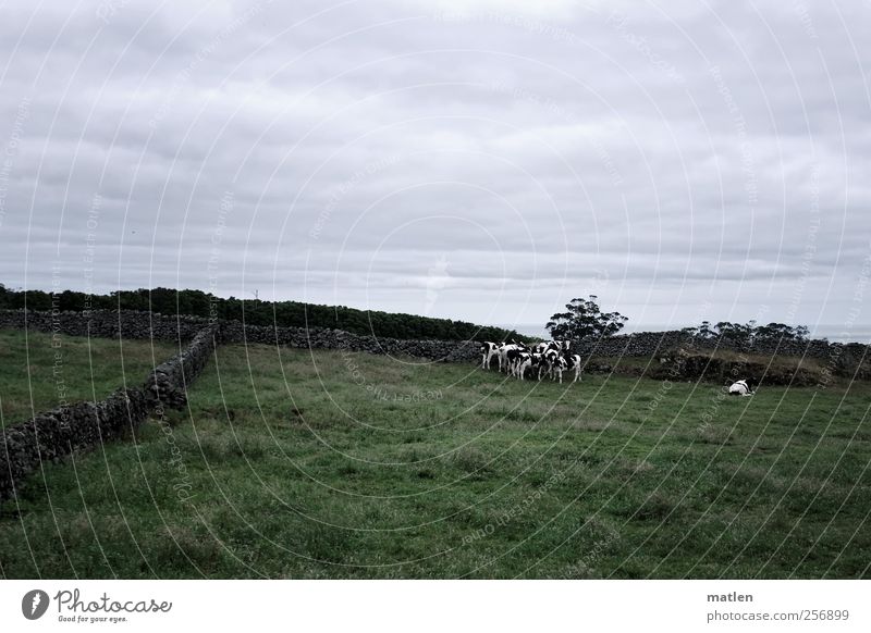 durchs wilde kuh.distan Landschaft Wolken Sommer schlechtes Wetter Gras Haustier Kuh Tiergruppe Herde Stein bedrohlich grau grün Mauer weiden fressen Abgrenzung