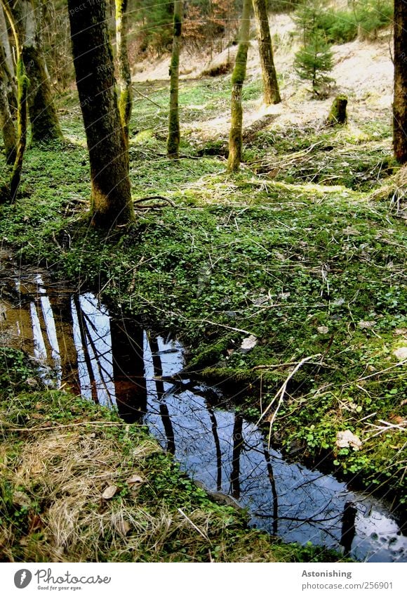 Bächlein Umwelt Natur Landschaft Pflanze Erde Luft Wasser Himmel Sommer Wetter Schönes Wetter Baum Gras Sträucher Moos Blatt Grünpflanze Wald hoch blau grün