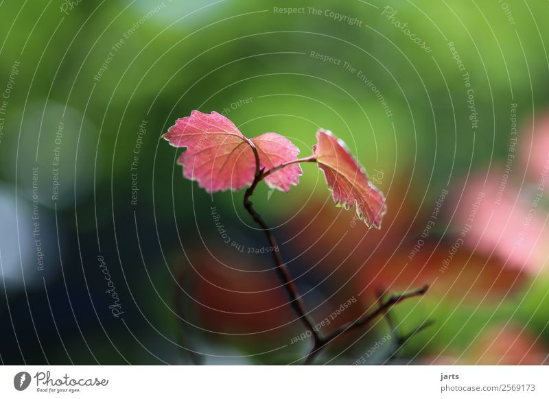 silens Herbst Schönes Wetter Pflanze Baum Blatt Wald frisch natürlich Gelassenheit ruhig Natur Farbfoto mehrfarbig Nahaufnahme Menschenleer Textfreiraum links