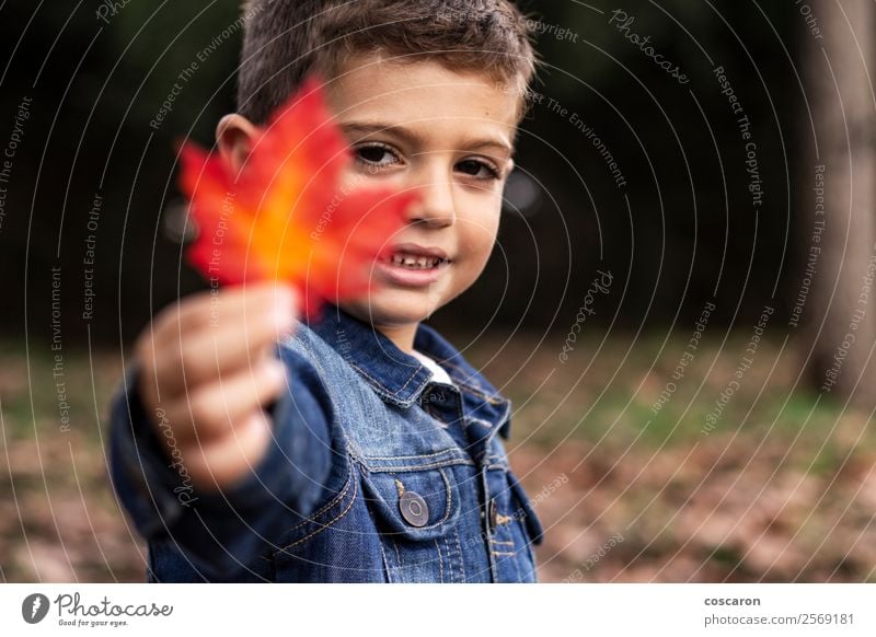 Süßer Junge zeigt im Herbst ein Blatt im Wald. Lifestyle Freude Glück schön Gesicht Freizeit & Hobby Spielen Garten Kind Mensch Kleinkind Mann Erwachsene