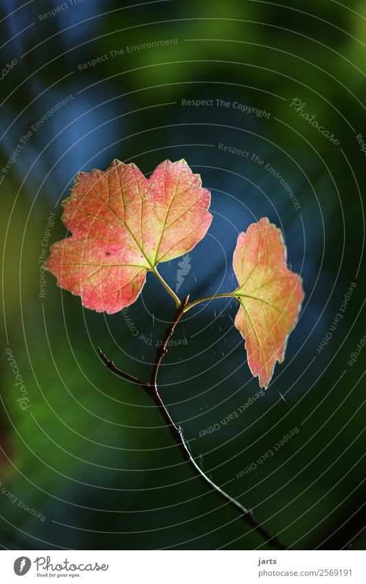 herbstblatt Natur Pflanze Herbst Baum Blatt Wald natürlich Gelassenheit ruhig Farbfoto mehrfarbig Außenaufnahme Nahaufnahme Menschenleer Textfreiraum oben