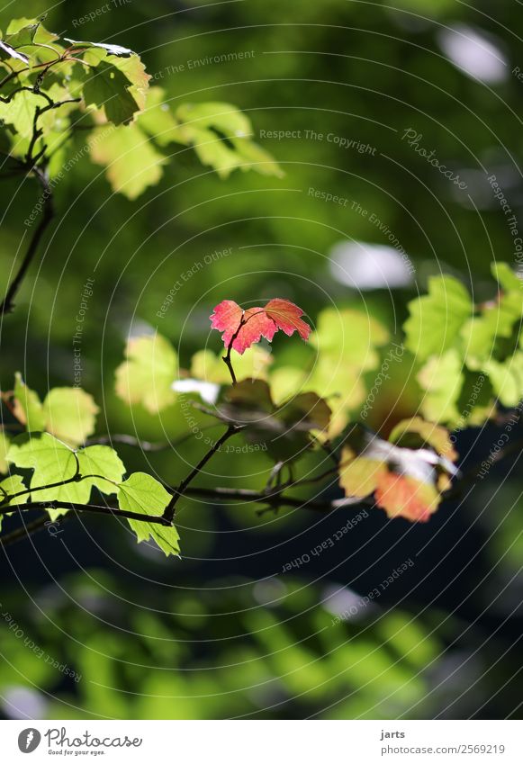 wenn der herbst kommt Pflanze Herbst Schönes Wetter Baum Blatt Wald frisch hell natürlich grün rot Gelassenheit ruhig Natur Farbfoto Außenaufnahme Menschenleer