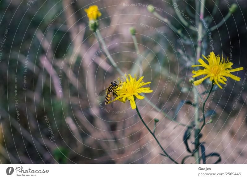 Schwebfliege auf Blüte Natur Pflanze Sommer Blume Gras Sträucher Blatt Wiesen-Pippau Wald Tier Nutztier 1 Blühend fliegen Fressen Duft frisch schön braun gelb