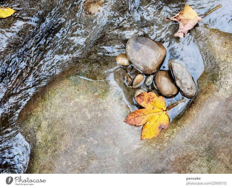 steinig | steter tropfen ll Urelemente Wasser Herbst Blatt Wald Alpen Schlucht Flussufer Diät Felsen spülen Stein Wellen herbstlich Herbstlaub gelb gold