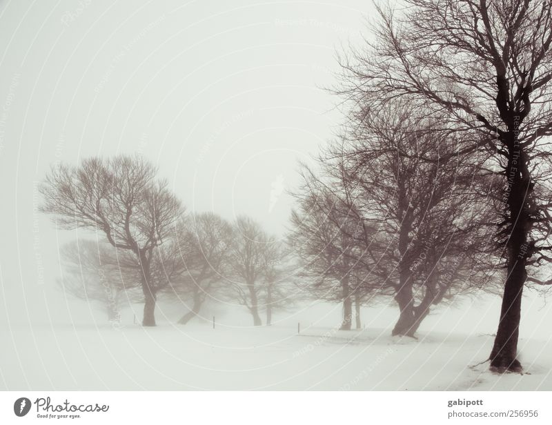 Winternebelland harmonisch Erholung ruhig Ferien & Urlaub & Reisen Schnee Winterurlaub Umwelt Natur Landschaft Urelemente Himmel Nebel Pflanze Baum Hügel