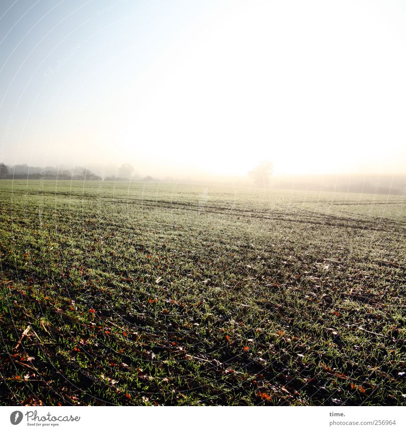 Flurlicht Umwelt Natur Landschaft Pflanze Erde Wolkenloser Himmel Herbst Nutzpflanze Feld ästhetisch Farbfoto Menschenleer Textfreiraum oben Sonnenlicht