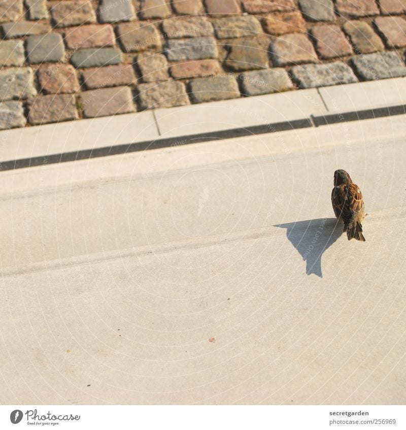 innehalten. Sommer Schönes Wetter Platz Bauwerk Terrasse Treppe Tier Vogel Spatz 1 Beton warten klein braun Mut beige Schattendasein pfastersteine Sonnenbad