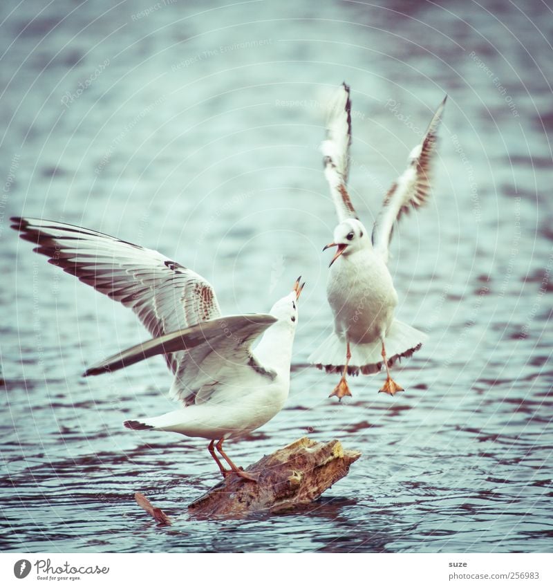 Stresstest* Umwelt Natur Tier Urelemente Wasser Wetter See Wildtier Vogel 2 Tierpaar schreien Konflikt & Streit wild Möwe fliegend Wasseroberfläche Flügel