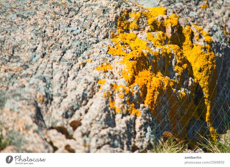 Flechten auf Felsen Polarmeer Europa Ferien & Urlaub & Reisen Fjord Insel Landschaft Lofoten Natur nordisch Norwegen Reisefotografie Schäre Skandinavien