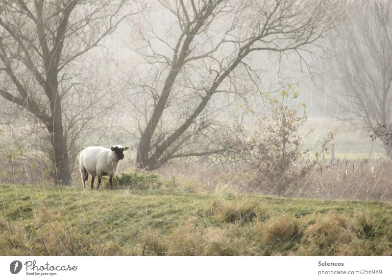 Deichwanderung Umwelt Natur Landschaft Pflanze Tier Wetter Nebel Baum Gras Wiese Wald Hügel Nutztier Schaf 1 kuschlig Farbfoto Außenaufnahme Menschenleer Tag