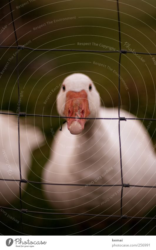 Skeptisch Umwelt Natur Wiese Nutztier Tiergesicht Gans Auge Schnabel Blick warten dunkel weiß Wachsamkeit dumm doof Schüchternheit Gleichgültigkeit skeptisch