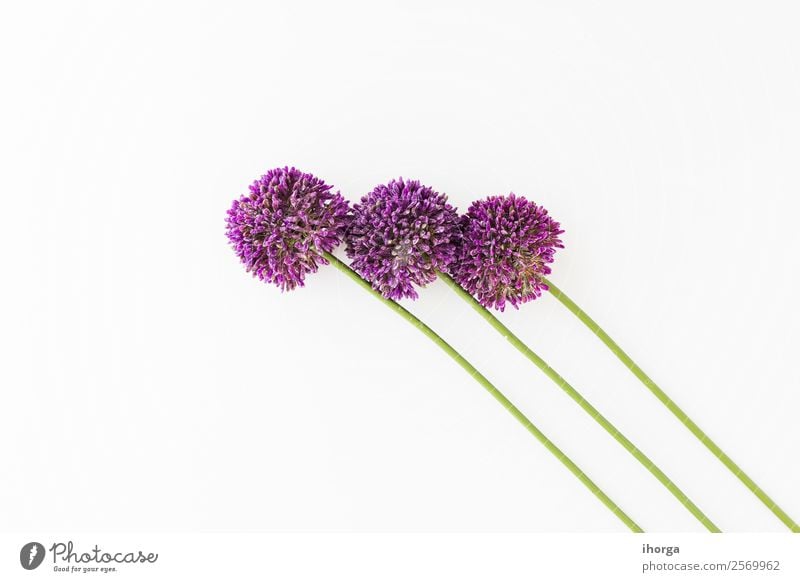 Allium isoliert auf weißem Hintergrund Gemüse Kräuter & Gewürze elegant schön Sommer Garten Dekoration & Verzierung Natur Pflanze Blume Wachstum frisch