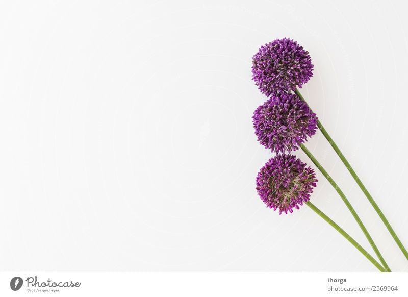 Allium isoliert auf weißem Hintergrund Gemüse Kräuter & Gewürze elegant schön Sommer Garten Dekoration & Verzierung Natur Pflanze Blume Wachstum frisch