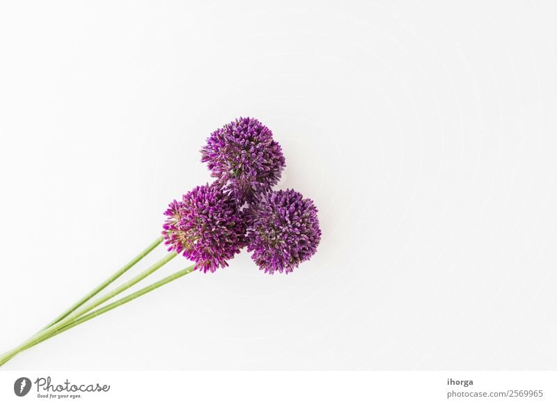 Allium isoliert auf weißem Hintergrund Gemüse Kräuter & Gewürze elegant schön Sommer Garten Dekoration & Verzierung Natur Pflanze Blume Wachstum frisch