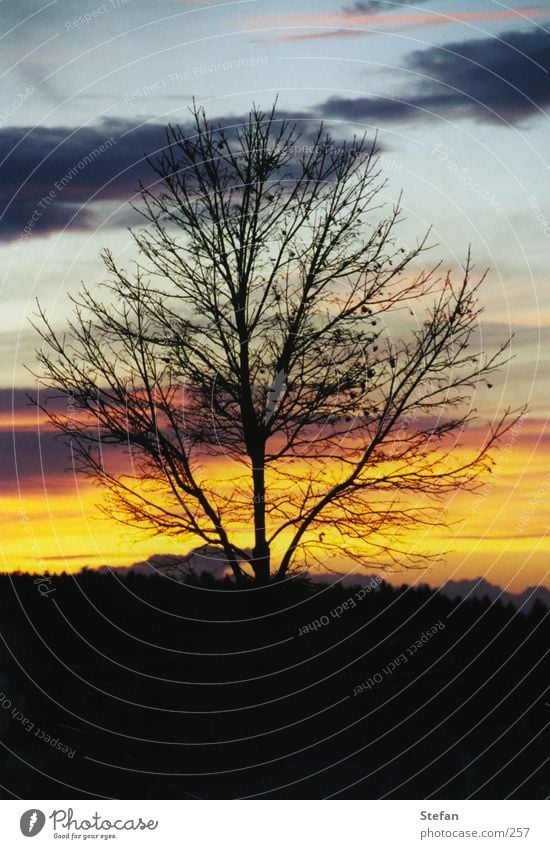 fallen leafs Baum Wolken Sonnenuntergang Romantik Ast Abend romatik Harz