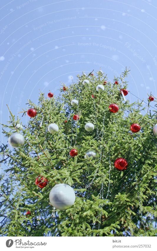 Christbaum Feste & Feiern Weihnachten & Advent Pflanze Kitsch blau grün rot silber Christbaumkugel Weihnachtsbaum Weihnachtsdekoration Tanne Farbfoto