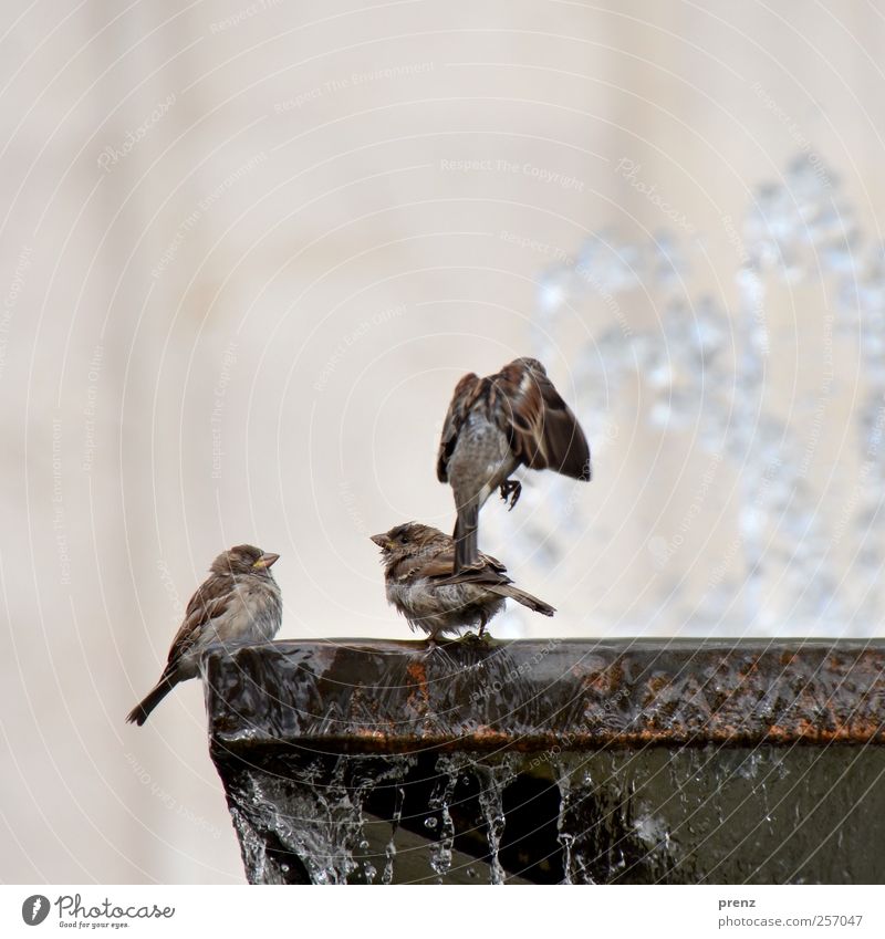 am brunnen Umwelt Natur Tier Wasser Wildtier Vogel Flügel 3 fliegen grau Brunnen Am Rand Farbfoto Außenaufnahme Textfreiraum oben Tag Licht Sonnenlicht