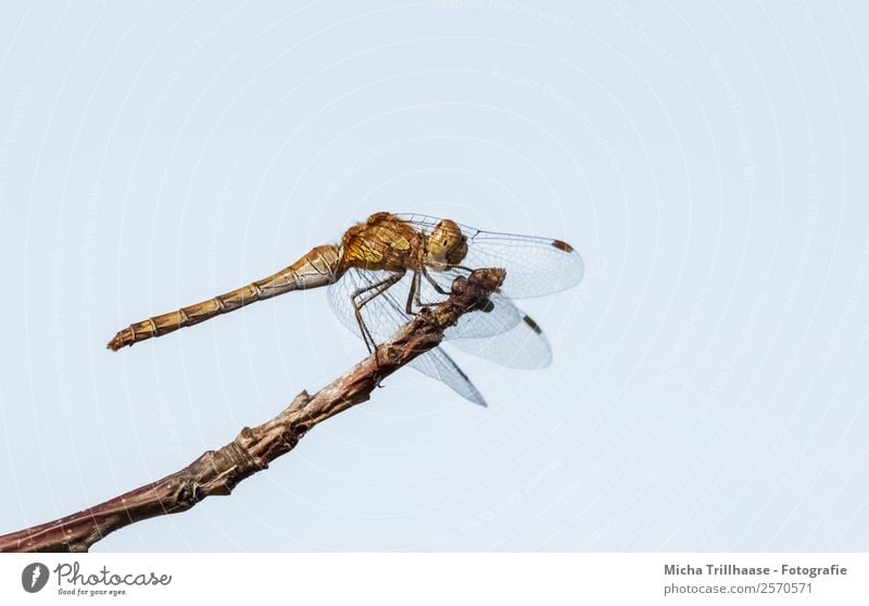 Libelle auf dem Zweig Natur Tier Himmel Wolkenloser Himmel Sonne Sonnenlicht Schönes Wetter Baum Ast Zweige u. Äste Wildtier Tiergesicht Flügel Heidelibelle