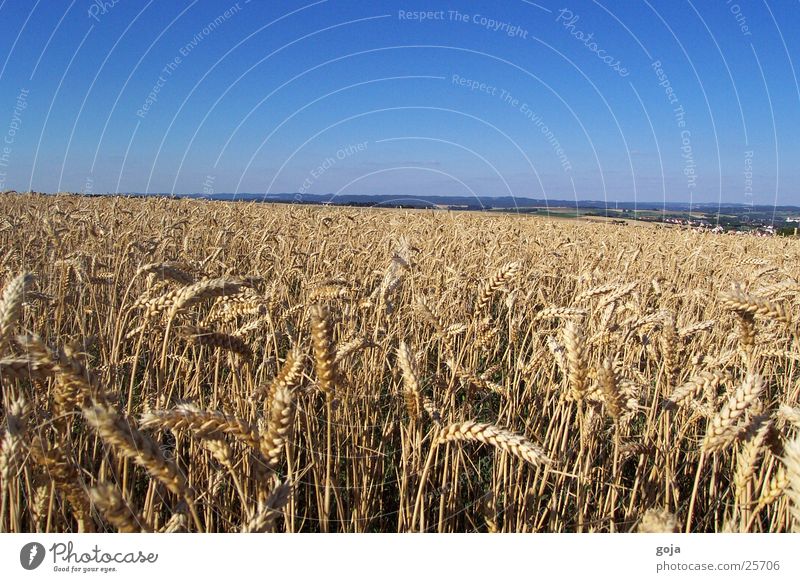 weizenfeld im sommer Weizen Feld Sommer Natur Himmel Korn