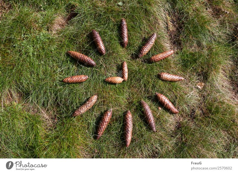 Um 9 Natur Herbst Gras Zapfen Tannenzapfen Wiese Uhr Freude Lebensfreude Zeit Außenaufnahme Farbfoto Menschenleer Blick nach unten