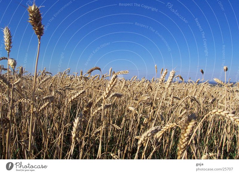 Weizen Feld im Sommer Berge u. Gebirge Freiheit Sonne Himmel