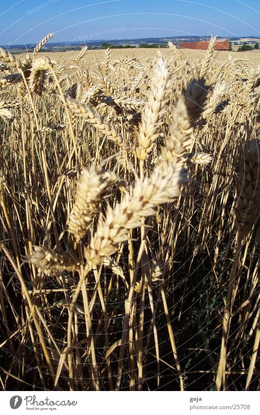 weizenfeld im sommer Weizen Feld Sommer Natur Himmel Korn