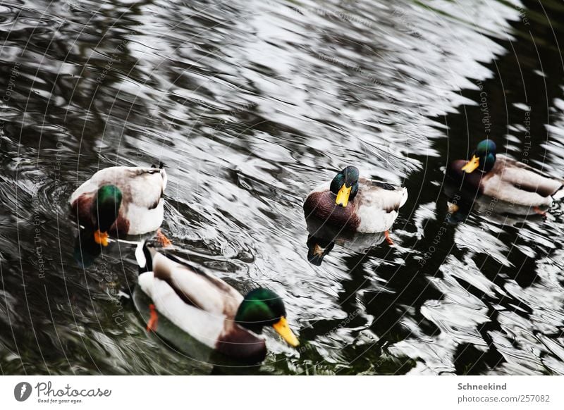 Badeenten Natur Wasser Seeufer Flussufer Tier Wildtier 4 Tiergruppe Schwimmen & Baden Ente Schnabel Wellen Rudel Feder Farbfoto Außenaufnahme Menschenleer