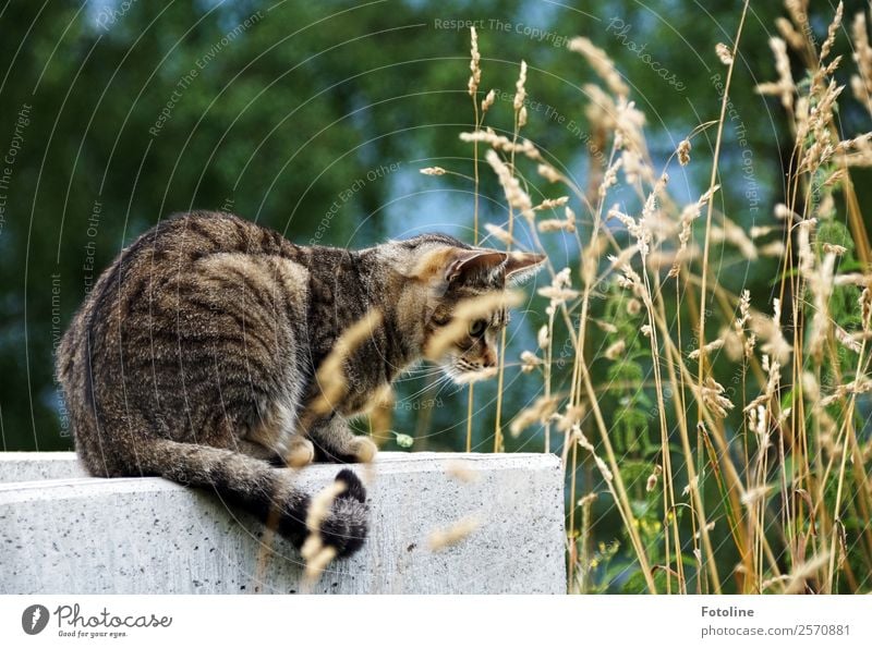 Auf der Jagd Umwelt Natur Pflanze Tier Sommer Wetter Schönes Wetter Wärme Gras Garten Park Wiese Haustier Katze Fell 1 frei nah natürlich klug sportlich trocken