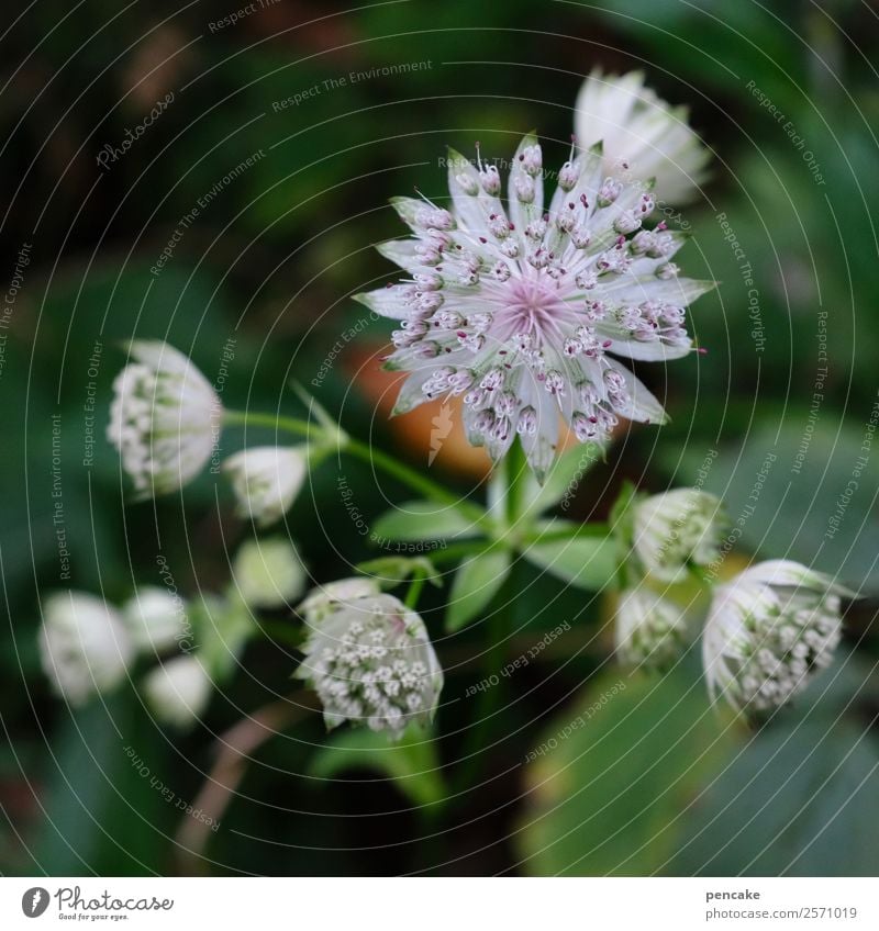 alpenstern Natur Pflanze Herbst Blume Blüte Wald ästhetisch schön Stern (Symbol) Allgäu Wiesenblume strahlend Farbfoto Außenaufnahme Nahaufnahme