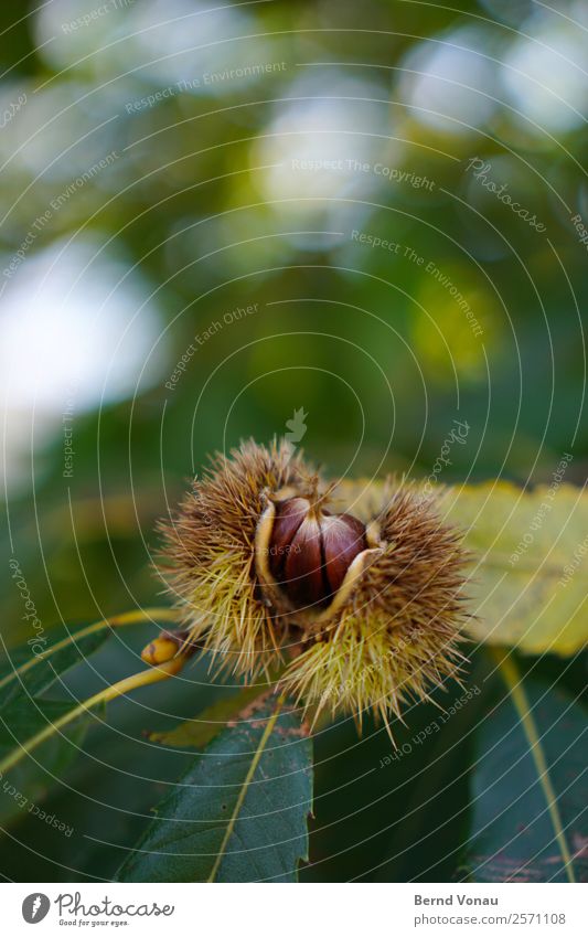 Aufbruchsstimmung Umwelt Natur Pflanze Herbst Baum Blatt authentisch hell schön grün Kastanie Maronen Frucht Stachel abwehrend frisch neu Beginn Leben