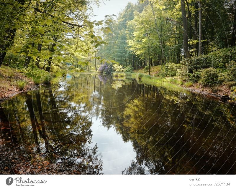 Kromlauer Park, Ostsachsen Umwelt Natur Landschaft Pflanze Wasser Himmel Wolken Frühling Schönes Wetter Baum Gras Sträucher Rhododendron Wald Seeufer Teich