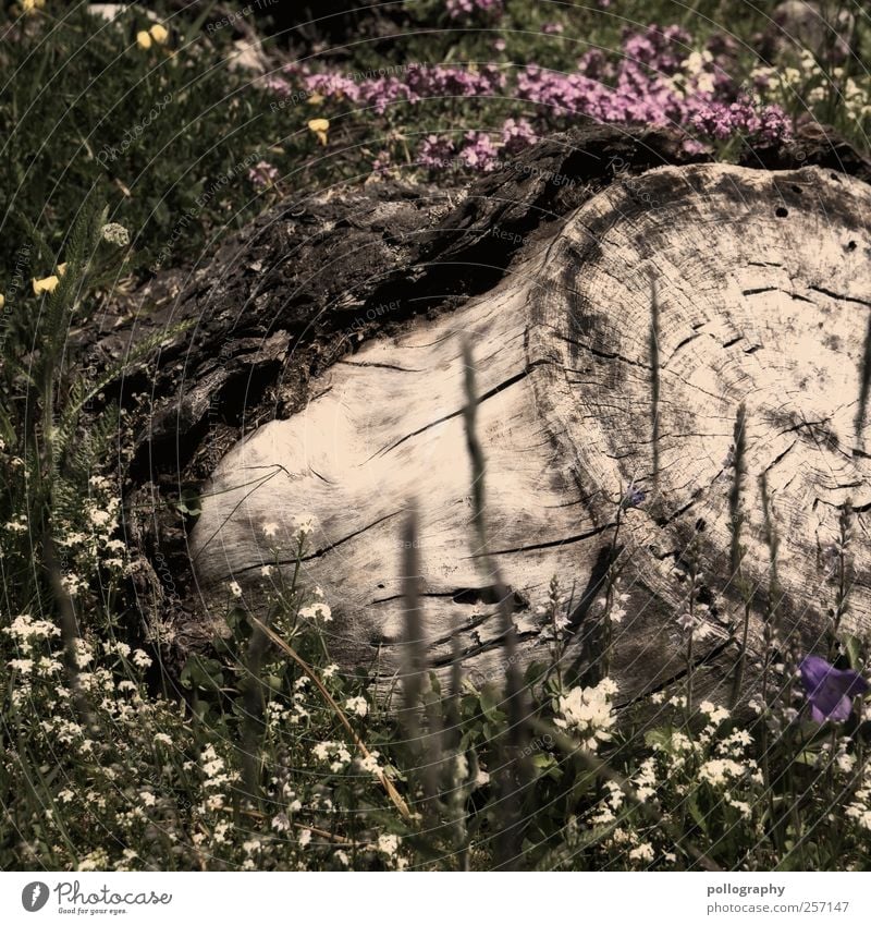 wie die Zeit vergeht... Ausflug Natur Pflanze Erde Frühling Sommer Schönes Wetter Baum Blume Gras Sträucher Farn Blatt Blüte Grünpflanze Wildpflanze Garten