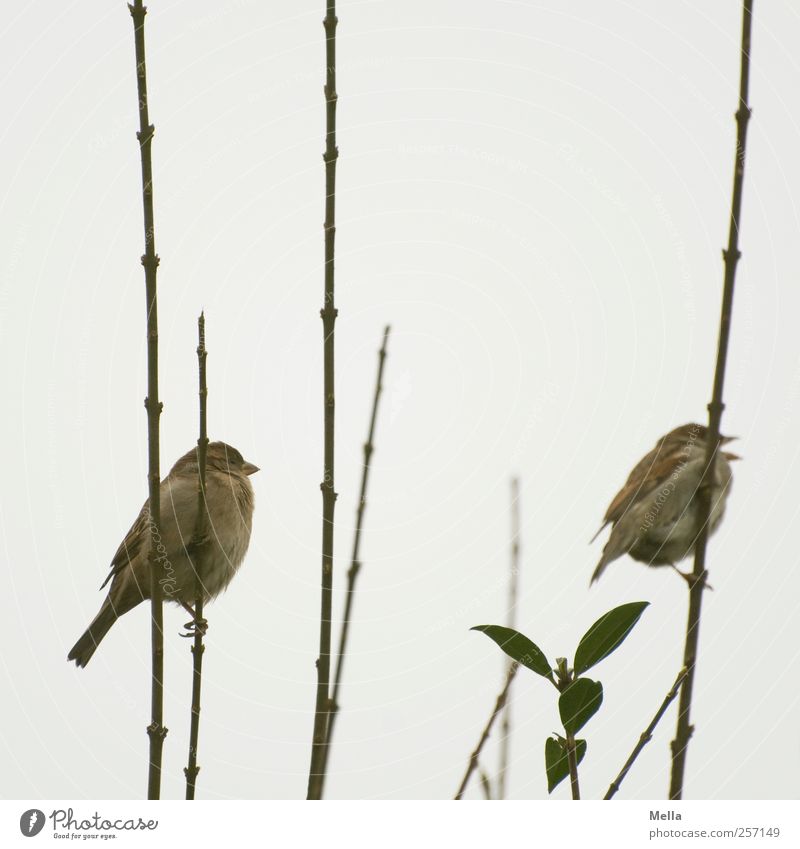 Seite an Seite Umwelt Natur Pflanze Tier Sträucher Ast Nutztier Vogel Spatz 2 Tierpaar festhalten hocken sitzen frei Zusammensein klein natürlich niedlich grau