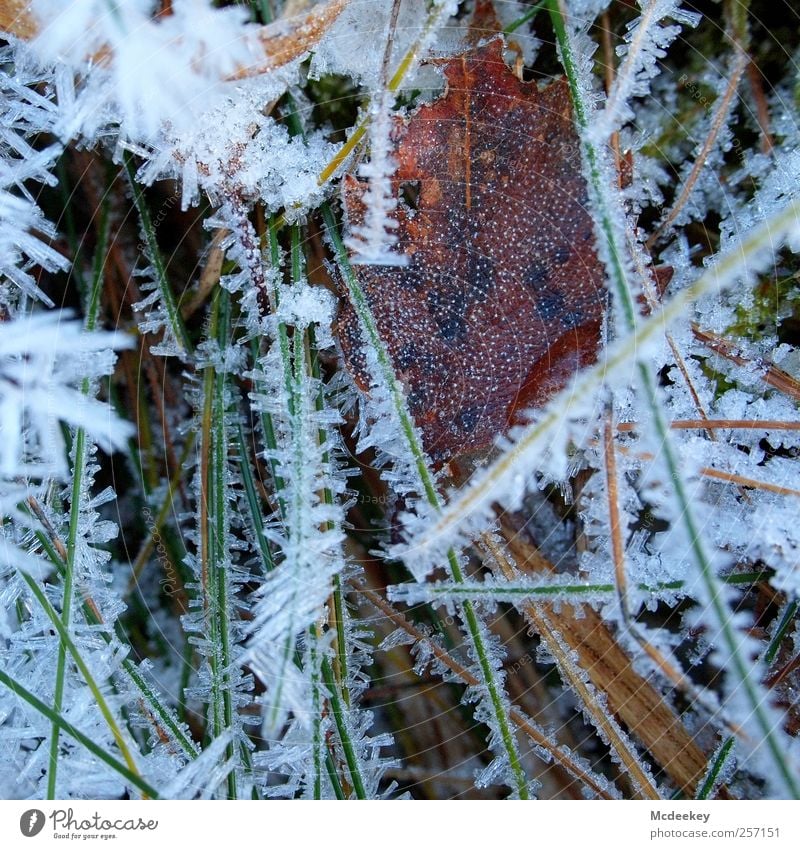 Gefriergetrocknet Natur Pflanze Wasser Wassertropfen Winter Eis Frost Schnee Gras Sträucher Blatt Wiese Feld authentisch frisch glänzend kalt nass natürlich