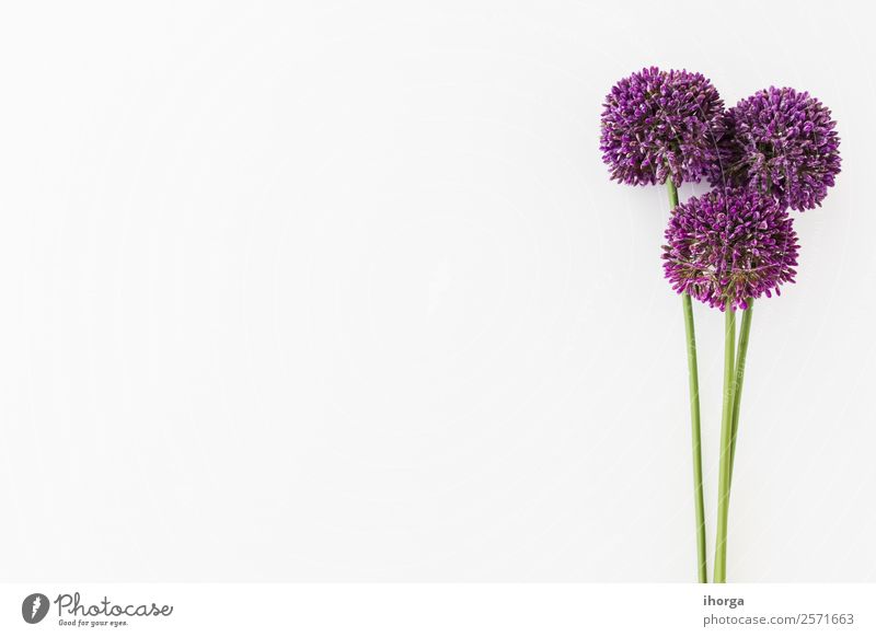 Allium isoliert auf weißem Hintergrund mit menschlicher Hand Gemüse Kräuter & Gewürze elegant schön Sommer Garten Dekoration & Verzierung Natur Pflanze Blume