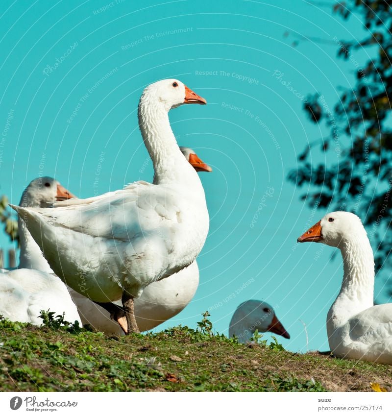 Gans frisch Gesunde Ernährung Landwirtschaft Forstwirtschaft Umwelt Natur Tier Himmel Wiese Nutztier Vogel Tiergruppe authentisch frei Freundlichkeit Glück