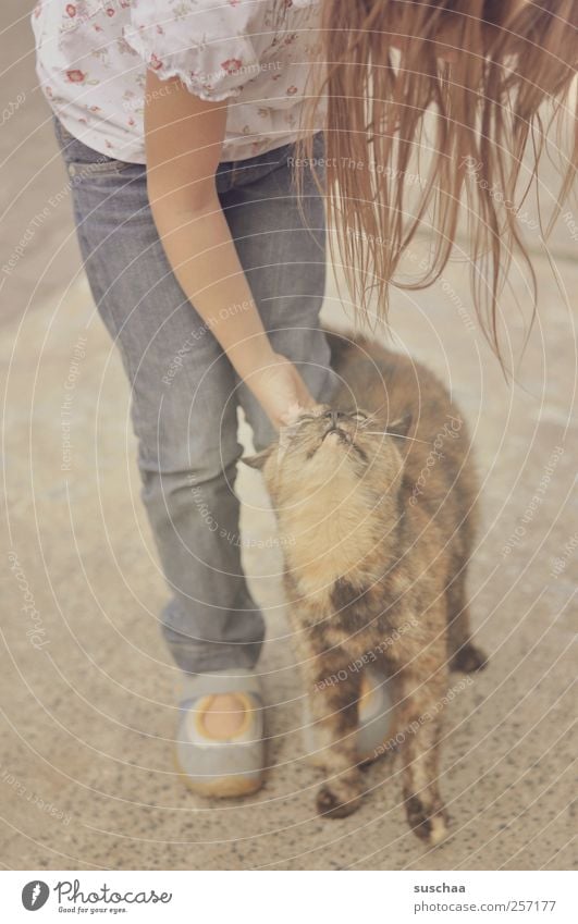 miez miez ... Kind Mädchen Kindheit Kopf Haare & Frisuren Arme Beine Fuß 1 Mensch 3-8 Jahre Tier Haustier Katze Tierliebe Kontakt Jeanshose Streicheln sanft