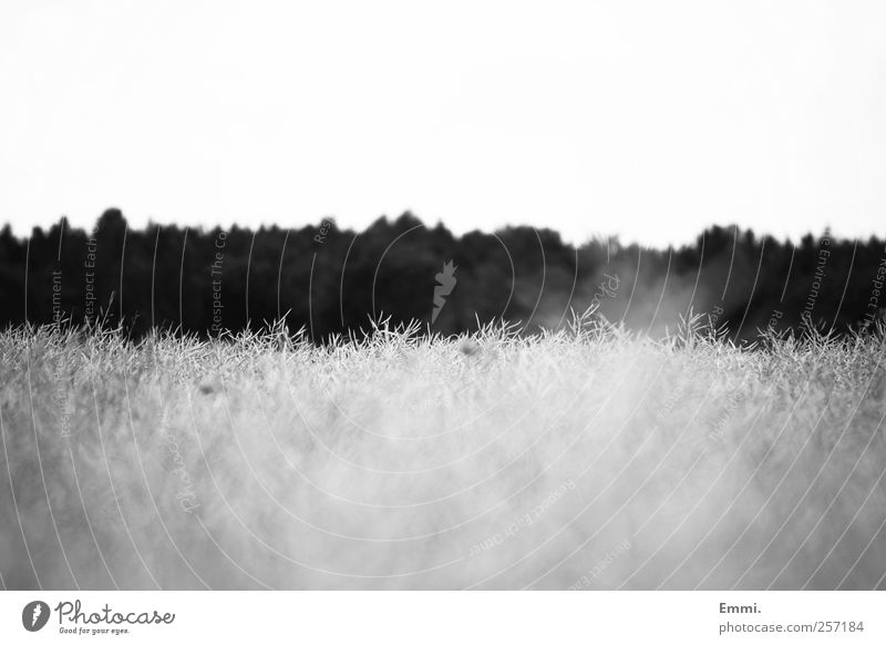 vom fliegen Natur Landschaft Getreide Feld Wald einfach nachhaltig natürlich ruhig rein Schwarzweißfoto Außenaufnahme Menschenleer Textfreiraum oben