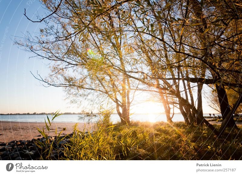 Sonnige Aussichten Umwelt Natur Landschaft Pflanze Urelemente Luft Wasser Sonne Sonnenaufgang Sonnenuntergang Sonnenlicht Klima Wetter Schönes Wetter Baum Wald